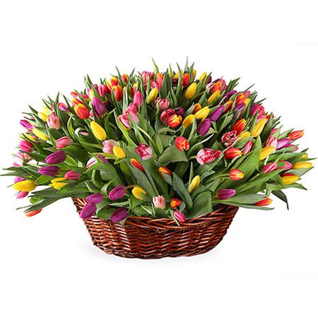 Корзина из 301 разноцветного тюльпана